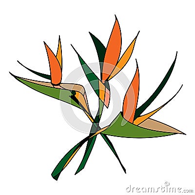 Strelitzia royal, an abstract image of a bouquet of three flowers. Vector isolated drawing. Vector Illustration